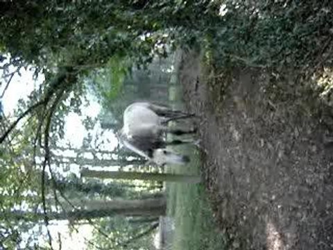 chevaux bords de l'yerres