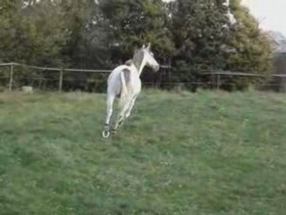 En longe - 02-10-08