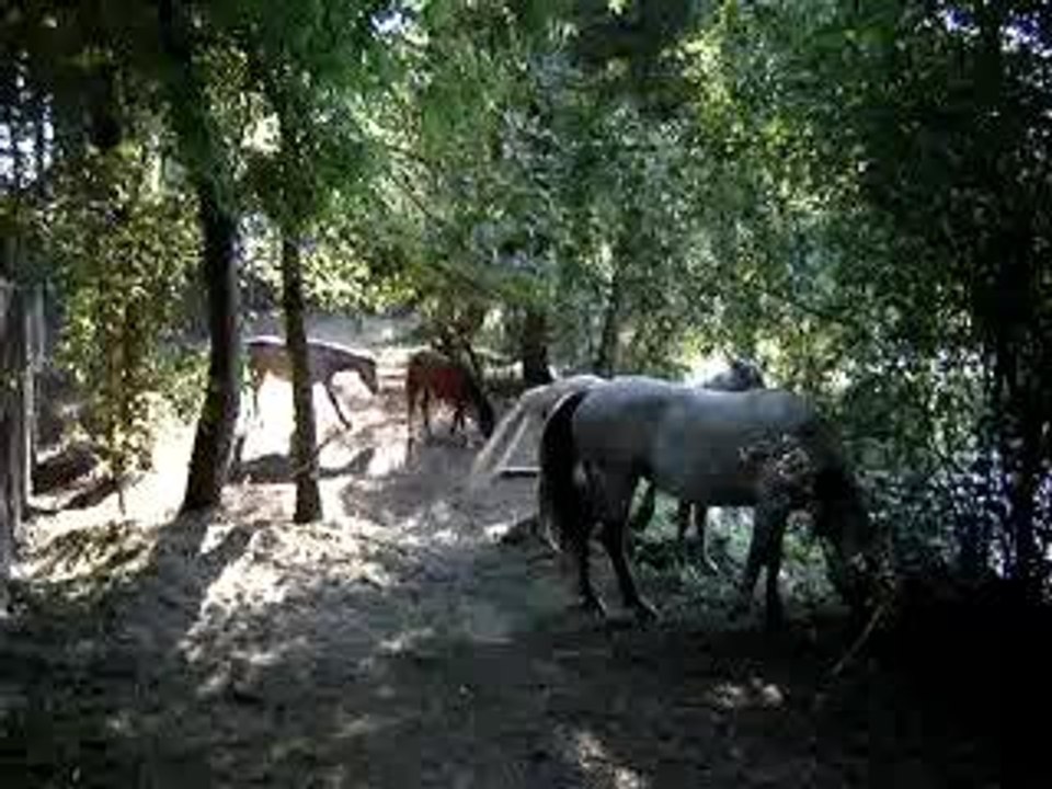 chevaux bords de l'yerres (suite)