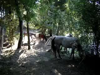 chevaux bords de l'yerres (suite)