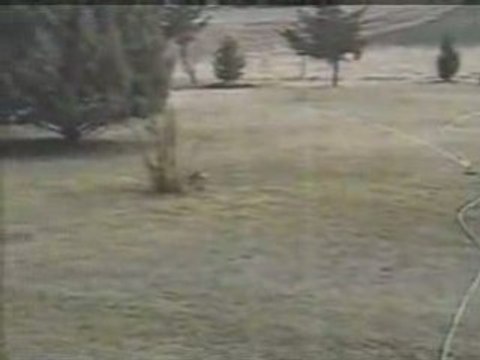 [FUNNY] REGIS Rie car son Lapin attaque un Serpent [Goodspee