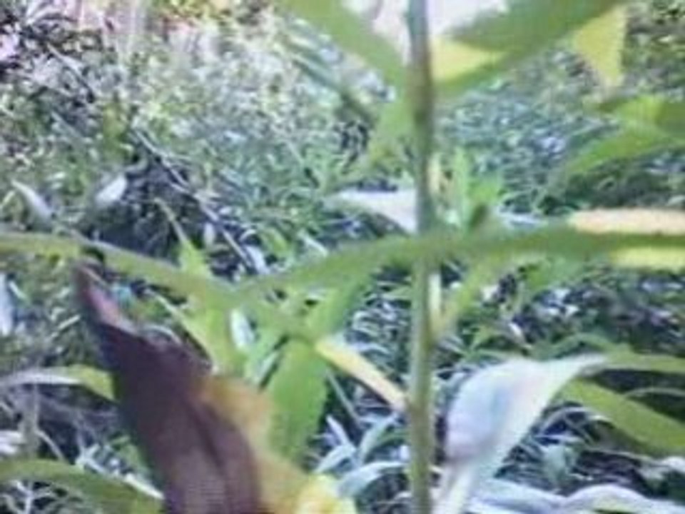 BEST OF PONTCH AIRSOFT 4