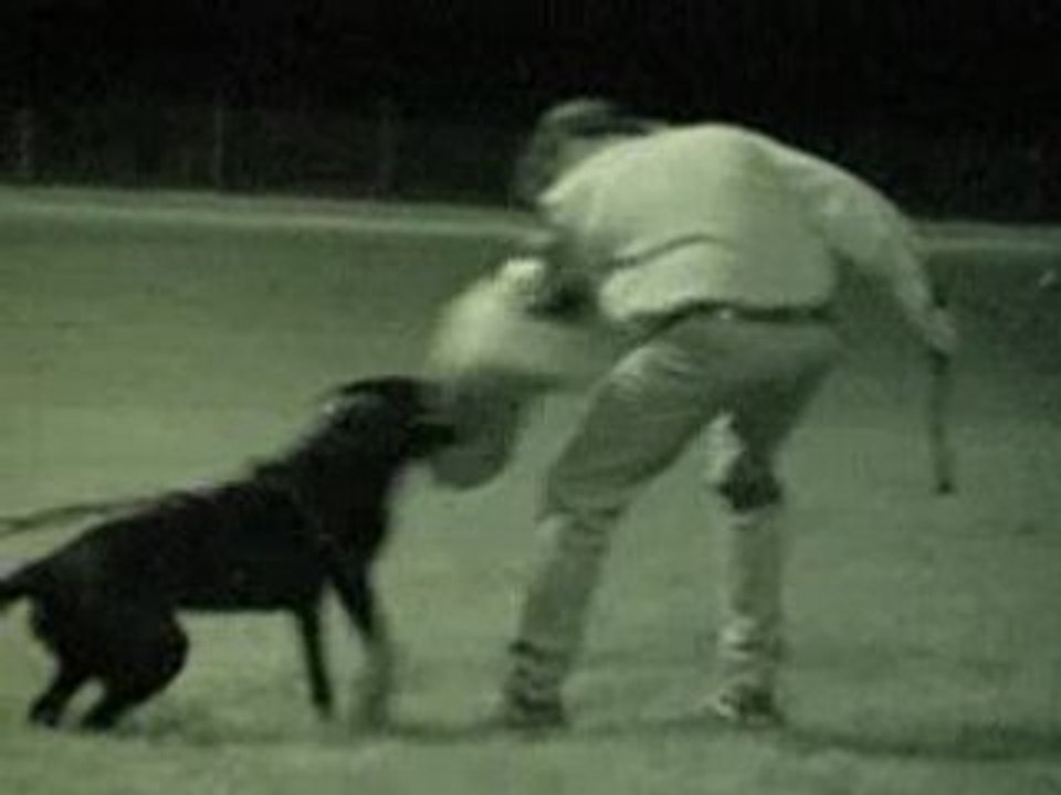 Berger hollandais - CAID du Domaine des Sphinx Noirs (RCI)