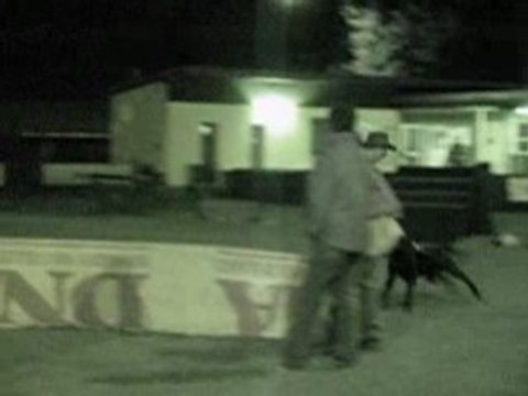 CAID du Domaine des Sphinx Noirs (RCI)- Berger hollandais