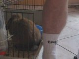 Lapin belier aime jambes poilues