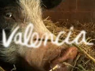 Valencia on Veganism