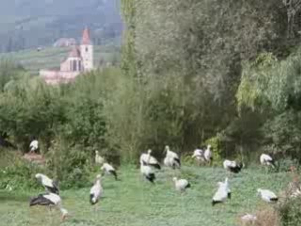 Parc des Cigognes