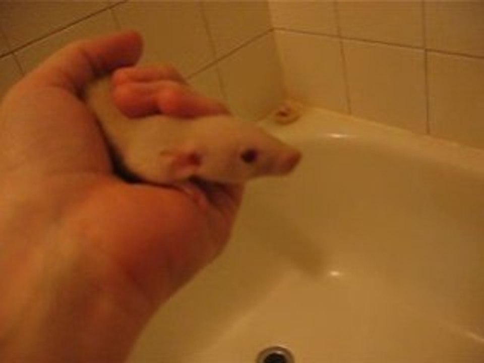 la fosse aux ...rats