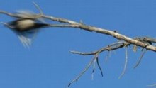 Canon EOS 5d mark II video test