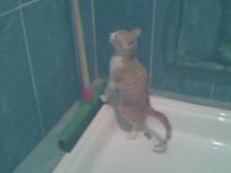 cat at the bathroom