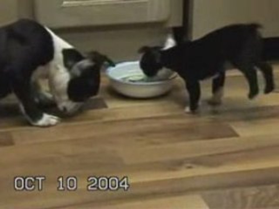 un chiot très gourmand