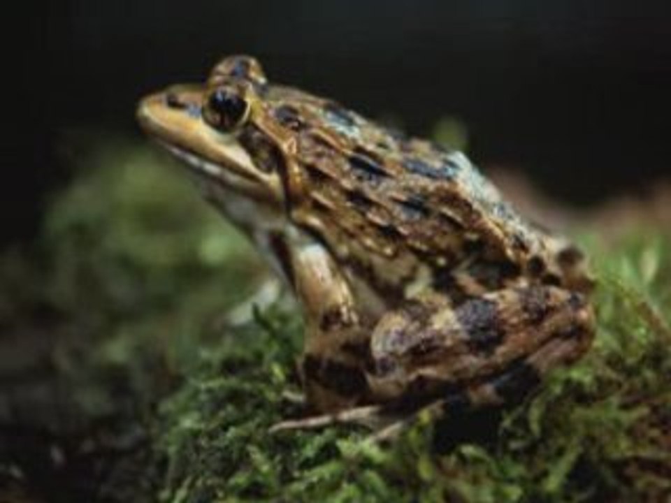Com-Corporate_Frogs