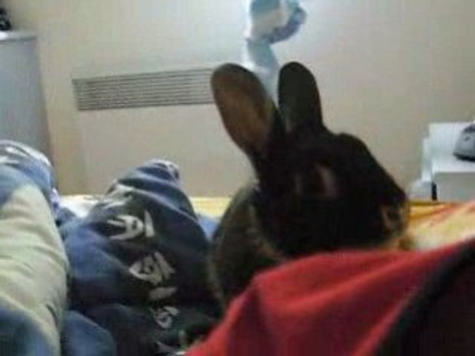 lapin zinzin