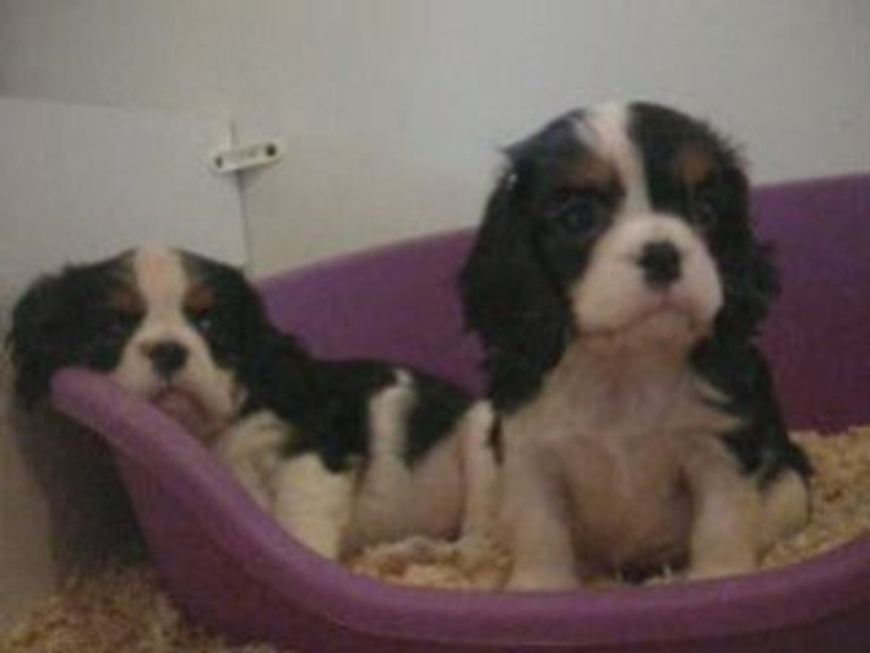 Douchka, chiot cavalier king charles