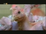 Genetica: Pollos sin plumas