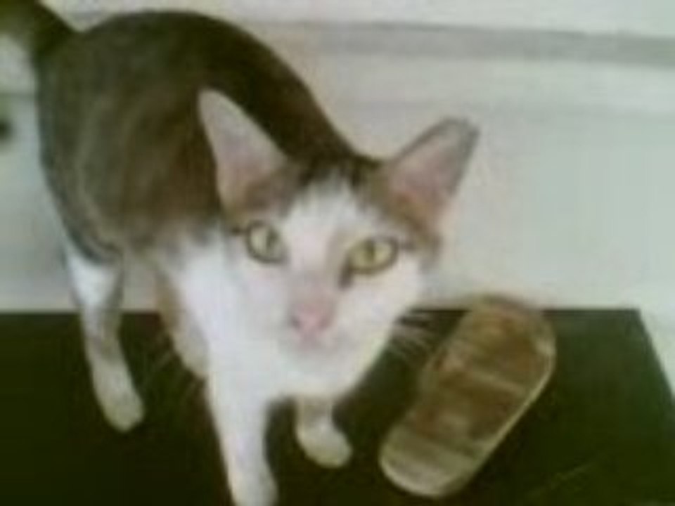 Pet kitty