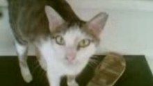 Pet kitty