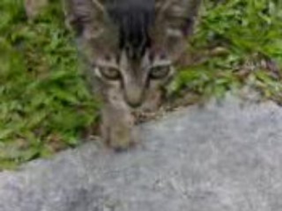 street kitty