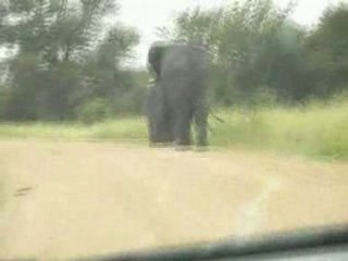 chargé par un éléphant en afrique du sud