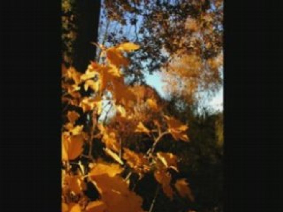 Les feuilles mortes de Prévert