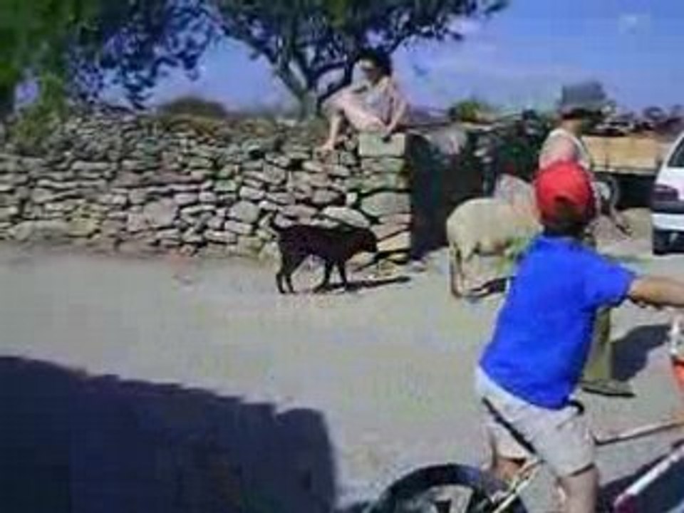 E.D.V.I.G.E. et les moutons (made in france)