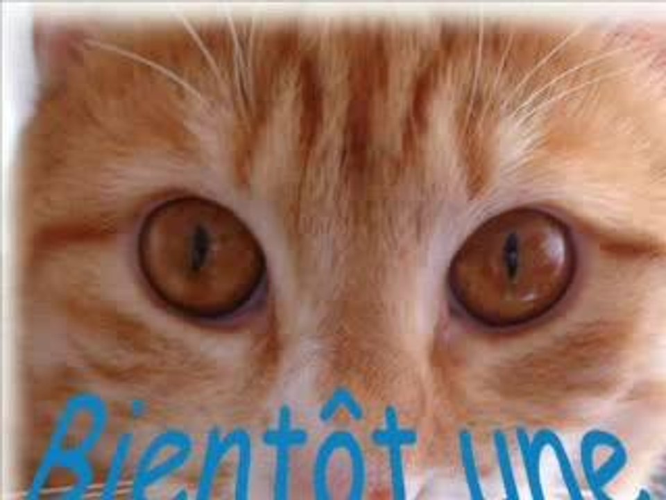 Dédé le chat chien