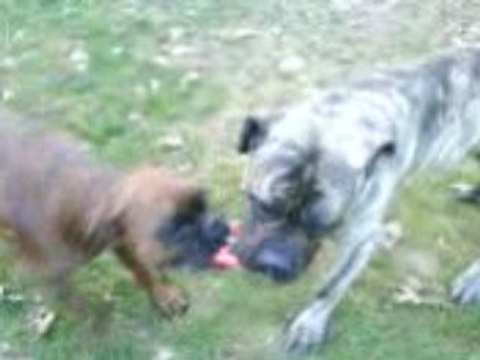 Boxer contre cane corso, fierté d'Homme!!