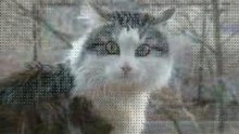 Мой кот