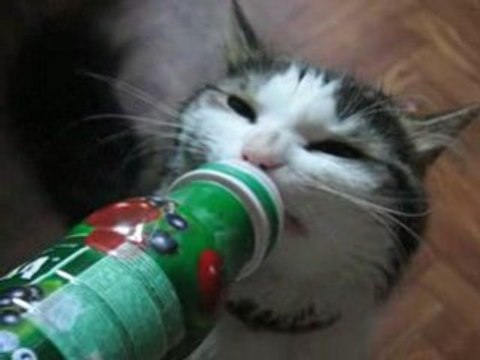 Котик Шурик