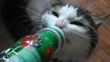 Котик Шурик