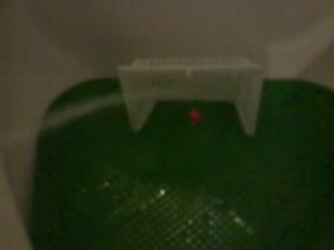 Austrians are the biggest football fans