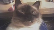 cat osa
