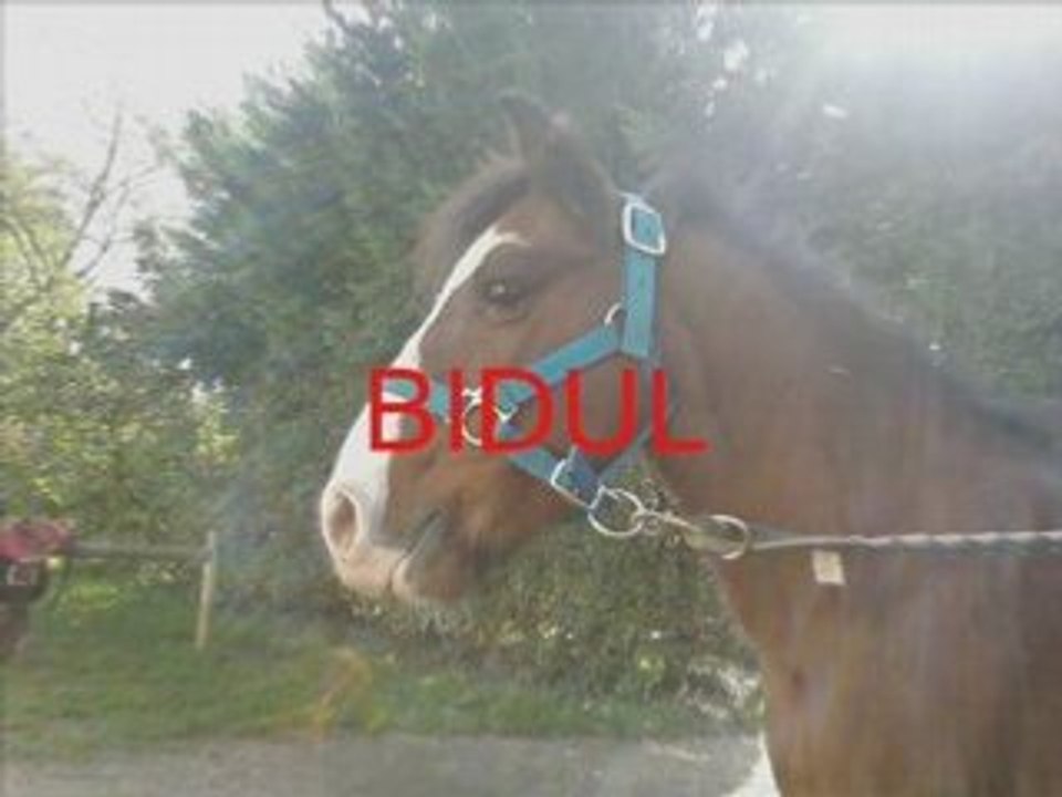Poneys 2
