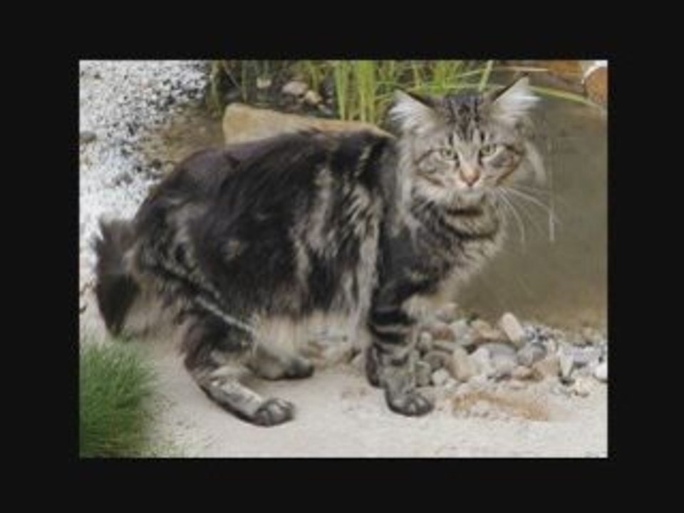 Mancoon Cat video
