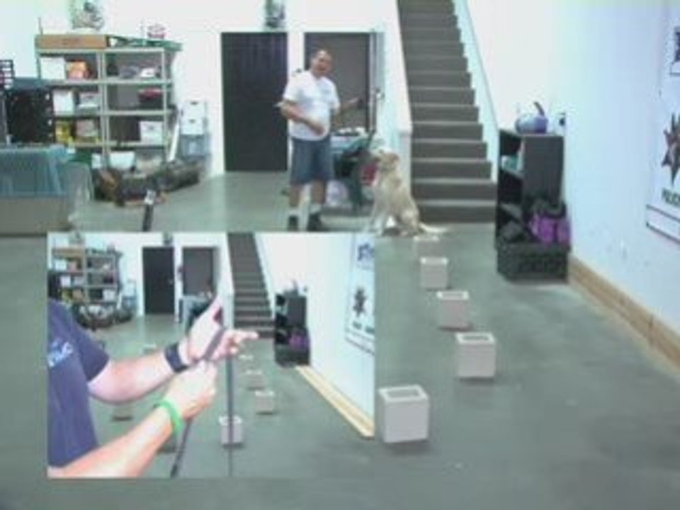 Detection Dog Training - Falco K9 Academy