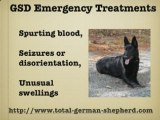 German Shepherd Injuries - German Shepherd Emergencies