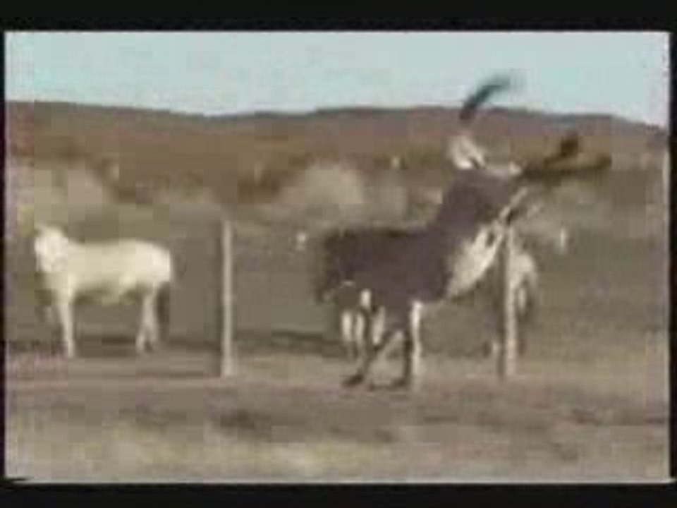 Les chevaux ou la folie de la liberté 2