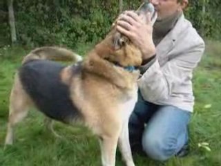 Otis, berger allemand croisé husky