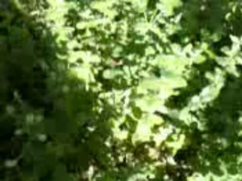 SV_A0212