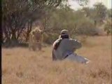 Rencontre franche Homme - Lion à Kruger Park Af 'Sud