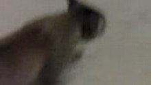 Shy cat 5