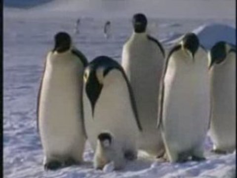 hiver antarctique: comment les manchots empereurs survivent