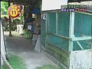 c'e qualcosa di strano nel pulcino