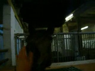 3 octobre 2008 ; Manège !