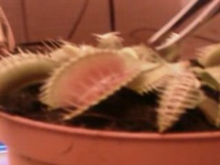 Plante Carnivore Mange Moustique