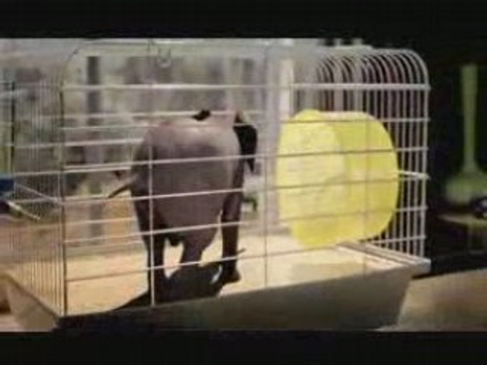 17033_elephant_01