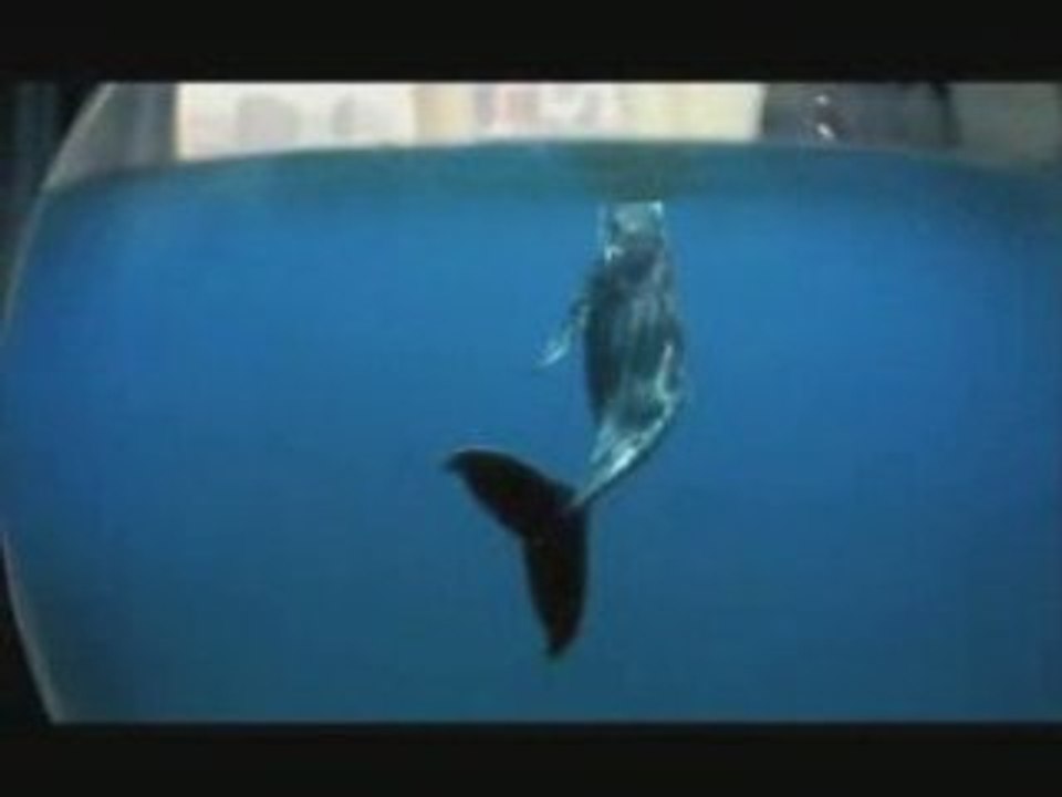17032_whale_2