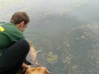 carpe remise à l'eau