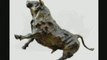 Exposition virtuelle de sculptures animalières en bronze