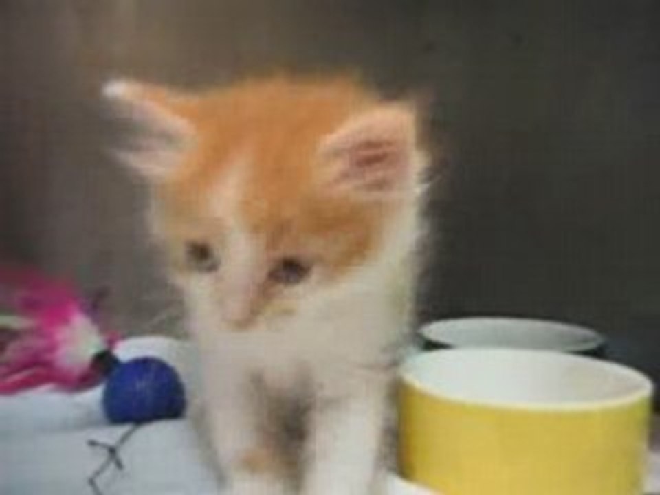 Chikun, le 4 octobre 2008